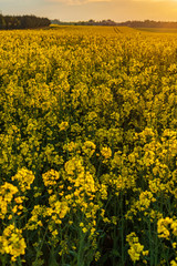 Obraz premium Yellow field of rapeseed in the evening