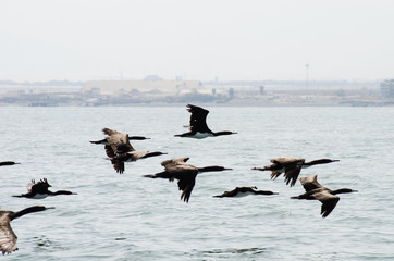 Bandada de cormoranes volando sobre el mar en Paracas, Per&uacute;