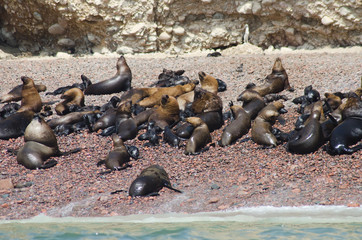 Multitud de Leones Marinos sobre una playa de cantos rodados en las islas Ballestas, en Perú © Javi Sánchez