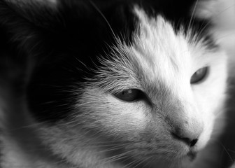 Black and white Cat deep in thought
