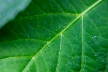 Fototapeta na wymiar green leaf macro close up