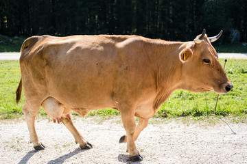 Brown cow moving to cowshed