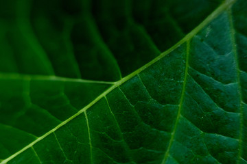 green leaf macro close up