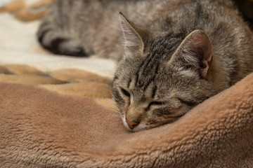 Domestic cat wrapped in a blanket and sleeps. Close-up. Only the face is visible.