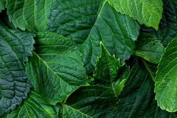 Carpet of leaves macro close up