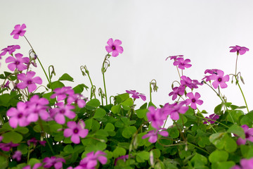 pink flowers on white background isolated