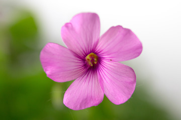 pink flowers on white background isolated