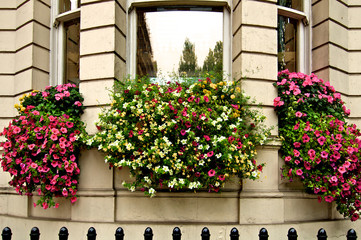 Window-box plants add color to buildings exterior especially on overcast days, London, England 