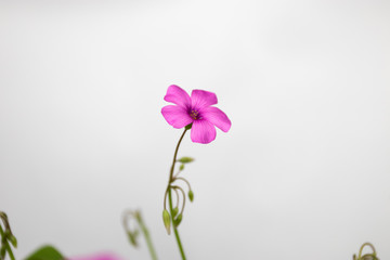 pink flowers on white background isolated