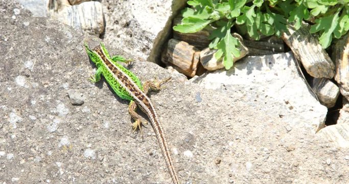 Sand lizard - Lacerta agilis - Green Male