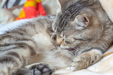 domestic cat lies on a plaid. Tongue licking pile of wool. Close-up