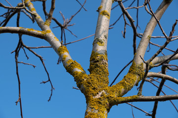 Lichen on tree