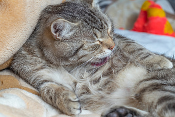 domestic cat lies on a plaid. Tongue licking pile of wool. Close-up