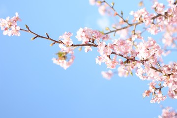 Obraz premium 【東京都】代々木公園 桜