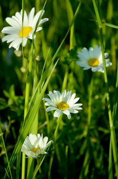 beautiful image of oxeye daisies in the field