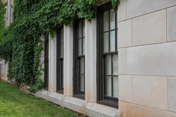 Fototapeta na wymiar Concrete wall with windows and green ivy