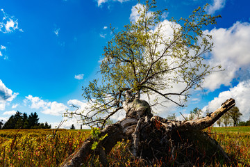Umgefallener Baum