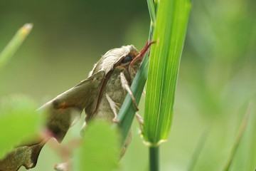 Nahansicht eines Lindenschwärmers 