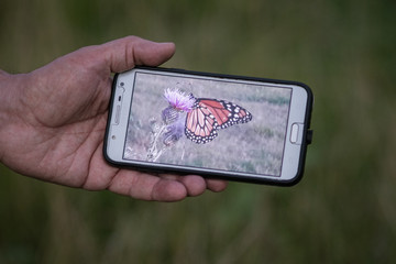 Mariposa atrapada
