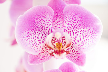Fototapeta na wymiar a curve of purple orchid.Page layout of purple ochids.White with purple Orchid (Phalaenopsis)