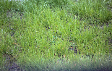 Green grass in spring or summer. 