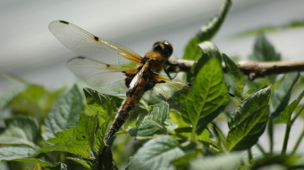 delicate dragonfly in the sunshine