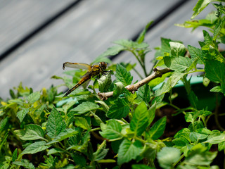 delicate dragonfly in the sunshine