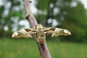 Lindenschwärmer auf einen Ast 