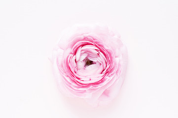 Beautiful pink ranunculus flower on a pink background.