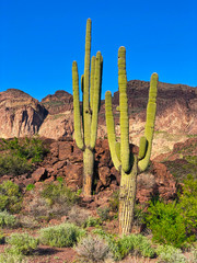 Saguaro cactus in National Park, Arizona
