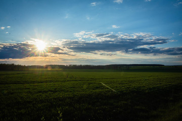 evening rapeseeds fiels with sunshine rays on it 