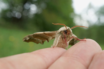 Lindenschwärmer sitzend auf einen Finger 