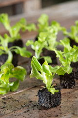 Close up of young salad plant, lettuce plant in garden centre