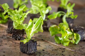 Close up of young salad plant, lettuce plant in garden centre