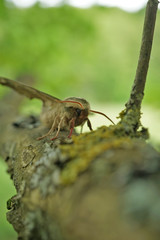 Nahansicht eines Lindenschwärmers 