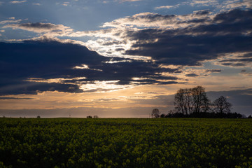 evening rapeseeds fiels with sunshine rays on it 