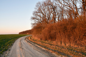 Panoramic view of green spring fields, blue sunset sky and a rural road near the woods. Toned image.