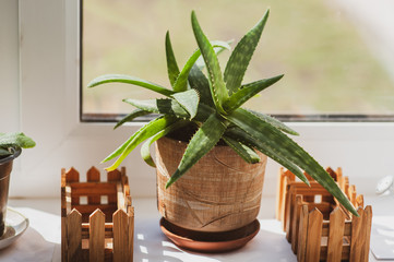 Green plants aloe on the windowsill.