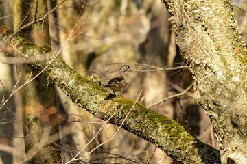 Bird. Wood duck during spring in  breeding season. Natural scene from state park in Wisconsin.