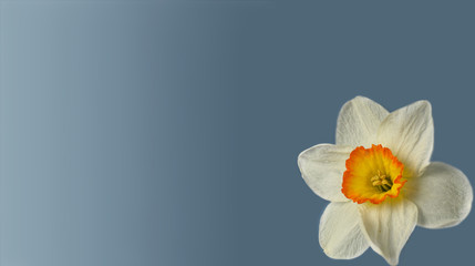 Delicate daffodil on a blue-gray background
