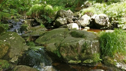 Naklejka na ściany i meble stream in Ireland forest