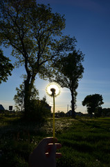 silhouette of a fluffy dandelion on a background of blue sky in sunlight