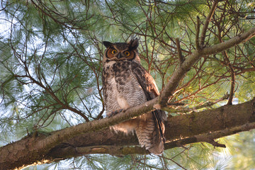 Great Horned Owl perched in a tree