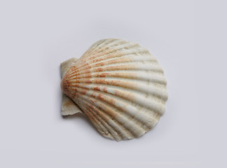 Shell on a gray background