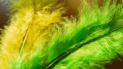 Two gentle fluffy feathers on a dark background. One feather is bright green, the second feather in...