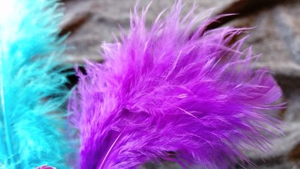 Delicate fluffy feathers on a gray velvety background. One feather is bright purple, the second...