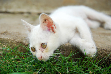 close up of domestic white kittens relaxing on green grass