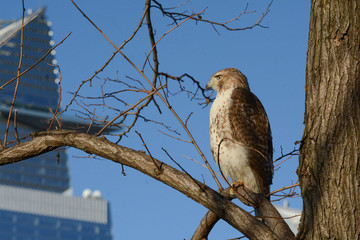 Red-tailed Hawk in New York City perches on a branch