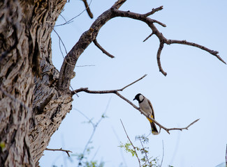White cheeked bulbul on a thorny tree.