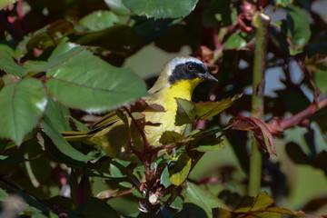 A beautiful male Common Yellowthroat warbler perches in a rose bush during migration through New York City